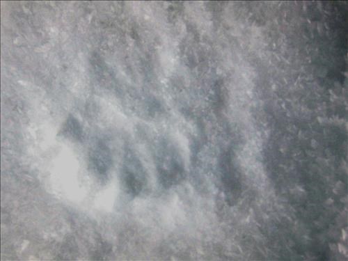 Wolverine tracks Taylor Lake