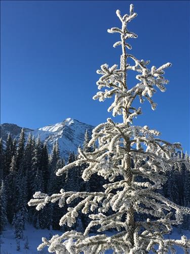 {1963 Carol Guthrie}