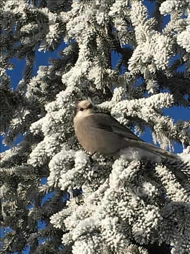 {1963 Carol Guthrie}