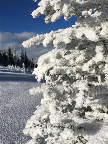 {1963 Carol Guthrie}