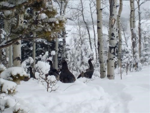Mystery birds