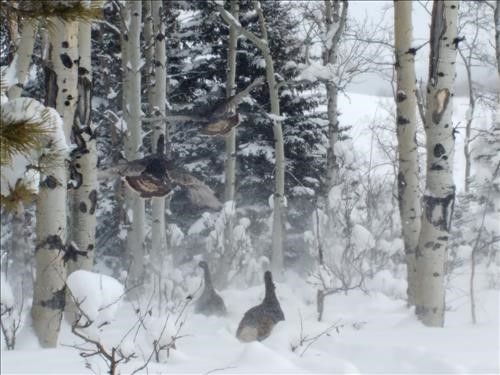 Ungainly flight