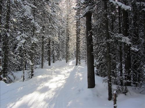 Sun on Fox Creek trail