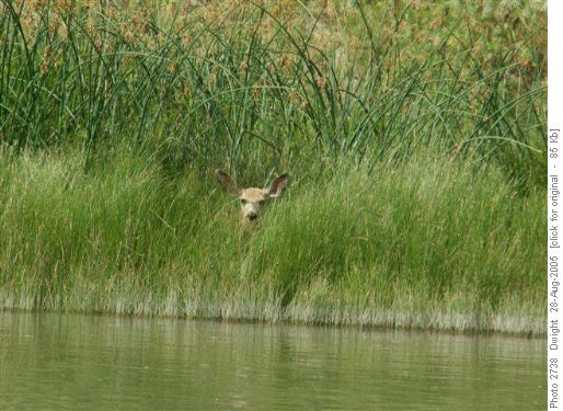 Deer up close and personal