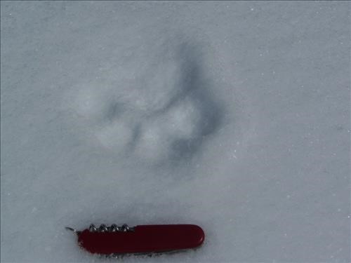 Hello Kitty! lynx track beside Pipestone loop