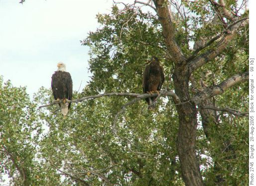Bald and golden eagles abounded