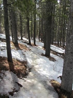 Icy trail in the woods