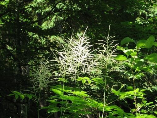 Lush foilage and flowers