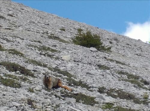 Lonely Marmot. 