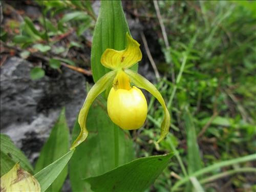 Yellow lady slipper orchid on the South side of Yam