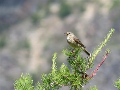 American Pipit