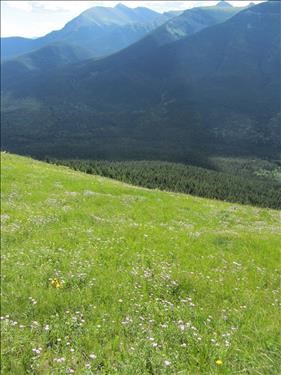 Fleabane meadow on Wind Ridge