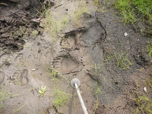 Small bear foot print near Chester Lake, Kananaskis