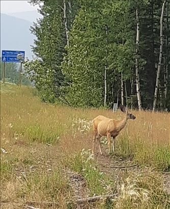 Scrawny deer