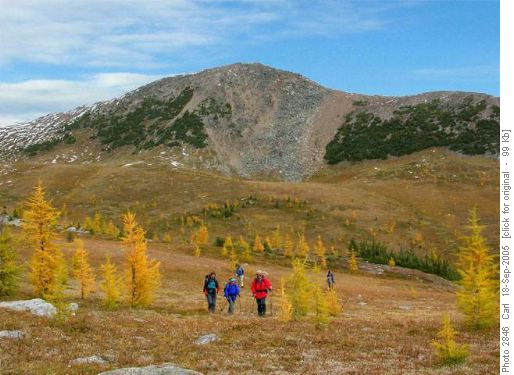Larches