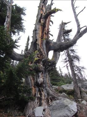 gnarly old snag beside the trail