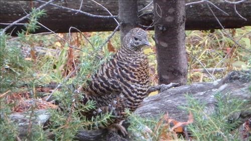 One of three tame spruce grouse
