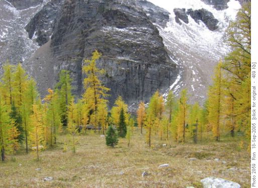 Big larches, East Panorama Ridge