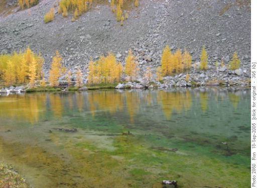 larches and reflecting tarn