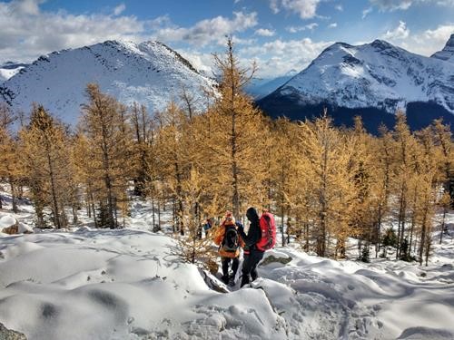 Still colour in the larches