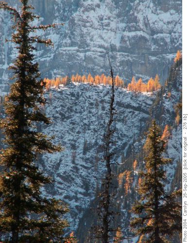 Fall larches/north face of Storm Mtn.