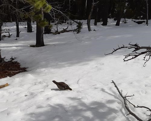 Unruffled grouse - wildlife sighting for the day