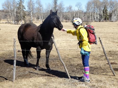 The horses were friendly.