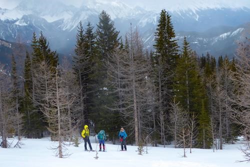 Treeline at Blacksmith Ridge. 