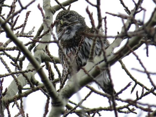 Northern Pygmy Owl