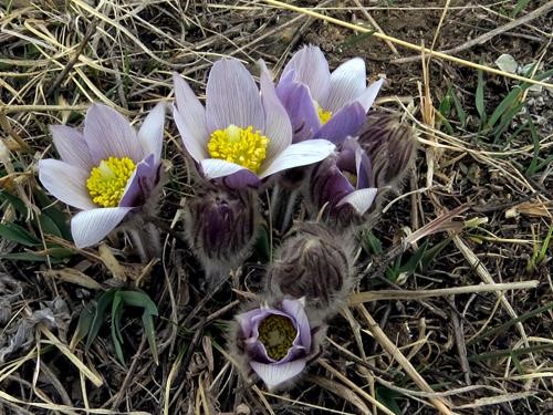 Crocuses