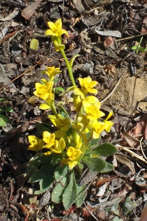 Yellow rust, but still a nice bright sign of spring!