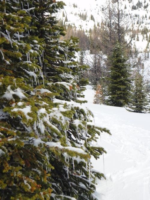 Icicles on the trees near Sunshine Meadows 