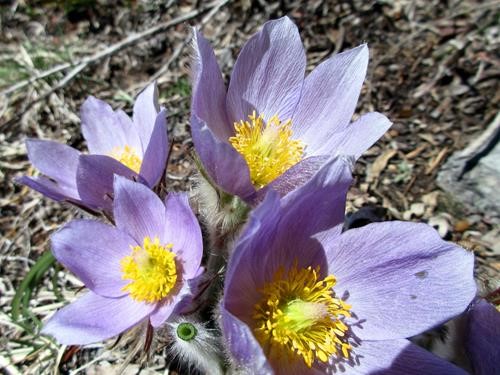 Crocus on lower section of Doorjam