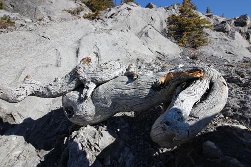 Door Jamb-Loder Peak - This tree had reached quite a respectable age