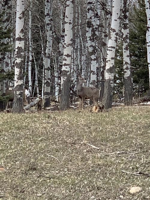 Wildlife on the way back.