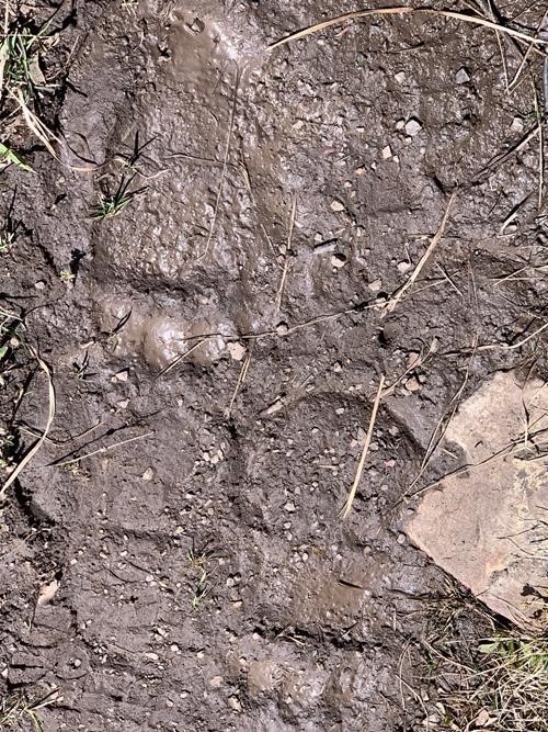Bear Track ?