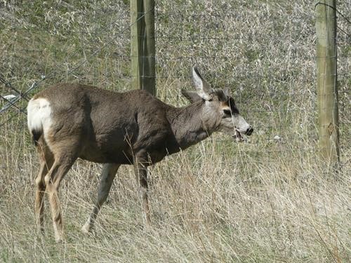 Legacy Trail/deer/