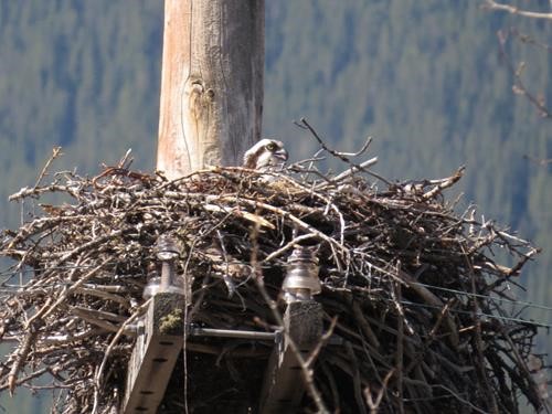 Osprey on nest