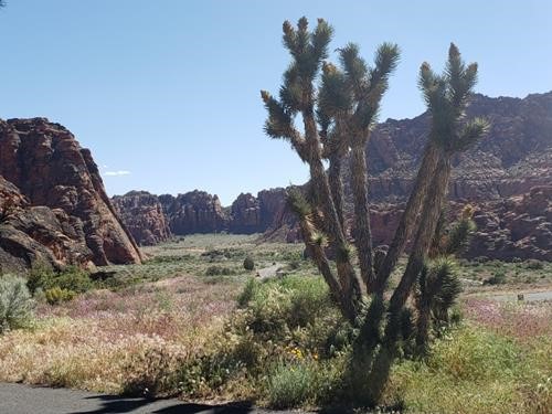 Joshua Tree at Snow Canyon State Park campground