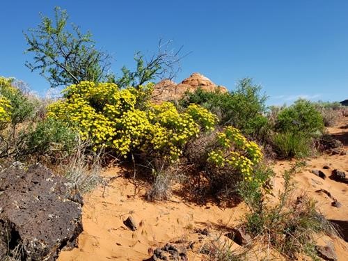 Mojave Desert in bloom in April