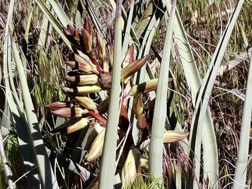 Banana yucca
