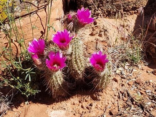 Purple Torch cactus in bloom