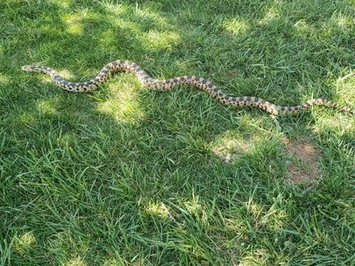 Gopher snake on the lawn at Snow Canyon State Park