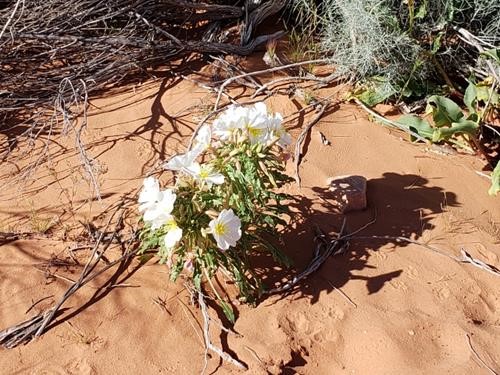 Evening primrose