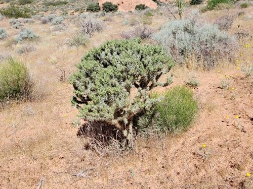 Buckhorn Cholla cactus