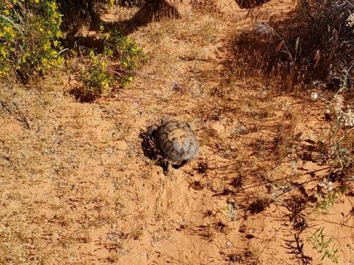 Desert Tortoise in Red Cliffs National Conservation Area