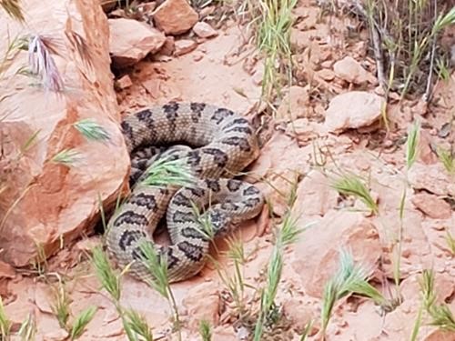 Mojave Rattlesnake #3 (co-ordinator's turn to be buzzed)