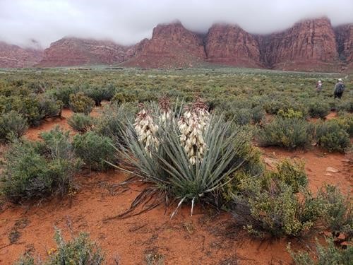 Banana yucca on the Mojave Desert below foggy Red Mountain
