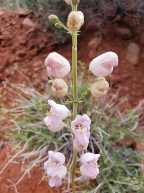 Mojave Desert flowers