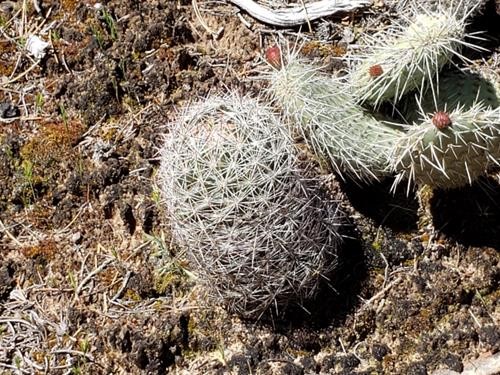 Pincushion cactus and Prickly Pear